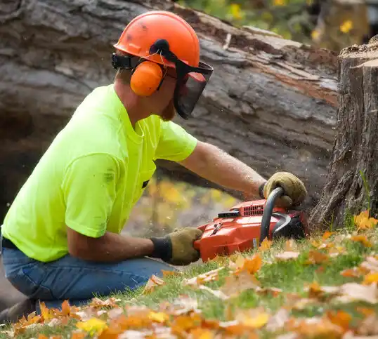 tree services Lockport